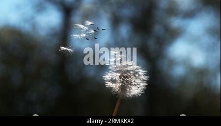 Common Dandelion, taraxacum officinale, seeds from 'clocks' being blown and dispersed by wind, Normandy Stock Photo