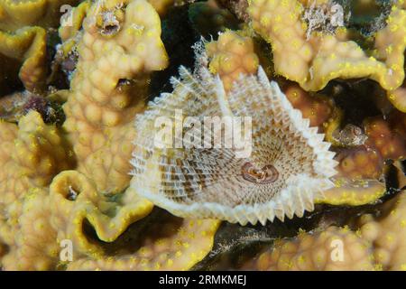 Indian tubeworm (Sabellastarte indica) in yellow scroll coral (Turbinaria reniformis), dive site House Reef, Mangrove Bay, El Quesir, Egypt, Red Sea Stock Photo