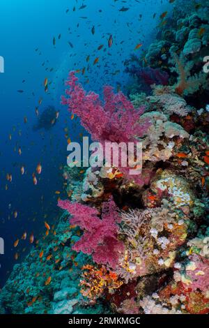Klunzinger's Tree Coral (Dendronephthya klunzingeri) and shoal, group of sea goldie (Pseudanthias squamipinnis), Elphinstone Reef dive site, Egypt Stock Photo