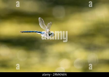 Emperor dragonfly (Anax imperator) in flight, Hesse, Germany Stock Photo