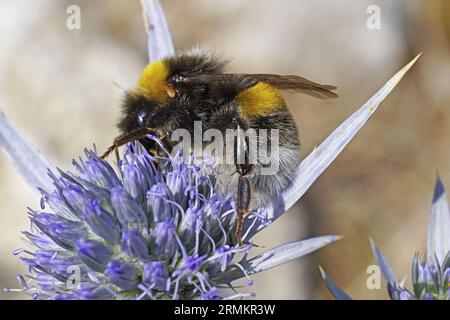 large earth bumblebee on a flower of amethyst eryngo;  Bombus terrestris; Apidae; Eryngium amethystinum, Apiceae Stock Photo