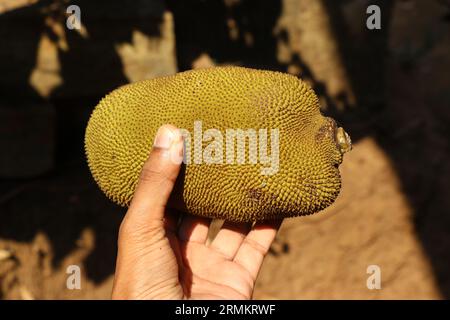 Young jackfruit held in the hand with natural light. Jack fruit is used as an ingredient in dishes Stock Photo