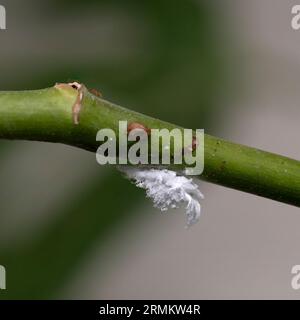 Mealy bugs on a rose stem and leaf. Cluster of mealy bugs (Icerya aegyptiaca ). on the underside of a rose leaf Photographed in Israel in August Stock Photo