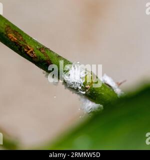 Mealy bugs on a rose stem and leaf. Cluster of mealy bugs (Icerya aegyptiaca ). on the underside of a rose leaf Photographed in Israel in August Stock Photo