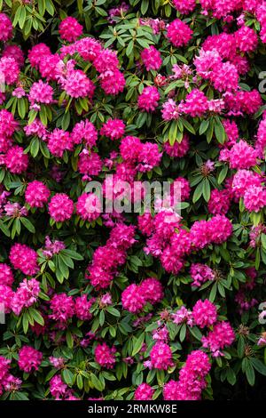 Cornwall Rhododendron Stunning Rhododendrons Russellianum Cornish Red growing in a garden in ...