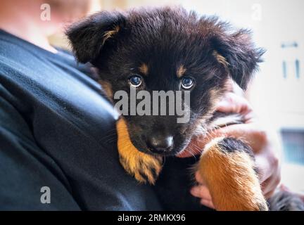 Small black 2 months cute puppy of Czech republic national breed, Bohemian shepherd 'chodsky pes'. In master's arms. Stock Photo