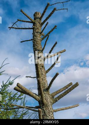 Withered stump spruce tree against blue sky Stock Photo
