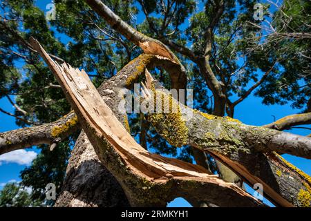 Looking up from ground level to a tree against a blue sky with a snapped tree limb in the foreground, blue sky, tree leaves and moss Stock Photo