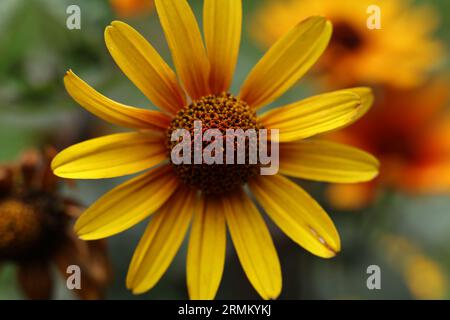 a close up of Heliopsis helianthoides var. scabra 'Bleeding Hearts Stock Photo