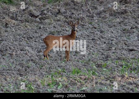 European Roe deer (buck) -Capreolus capreolus Stock Photo