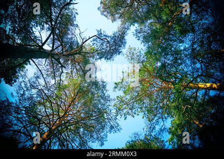 Looking up at the sky through the tops of tall trees in the forest. Vintage camera effect on image Stock Photo