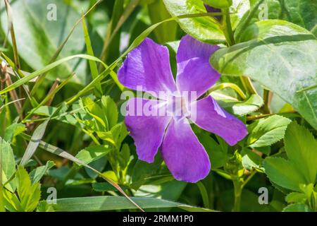 Vinca major, Greater Periwinkle Flower Stock Photo