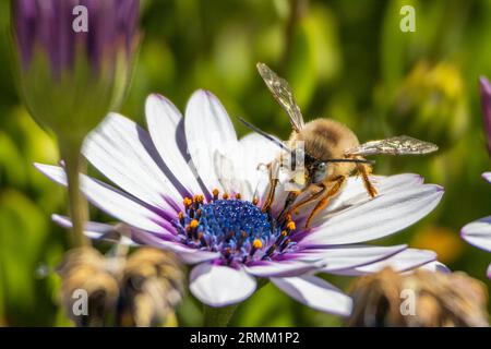 Eucera nigrilabris, Longhorn Bee Stock Photo