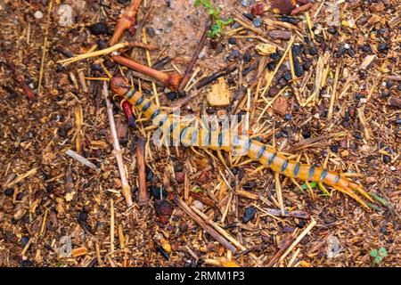 Scolopendra cingulata, Mediterranean Banded Centipede Stock Photo