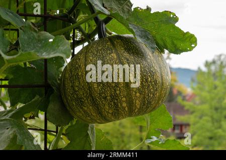 Zurich, Switzerland, August 9, 2023 Pumpkin or Cucurbita Pepo at the botanical garden Stock Photo