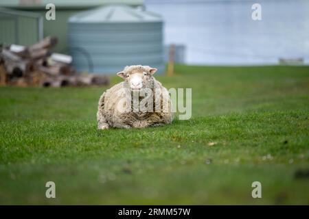 Sheep in a field. Merino sheep, grazing and eating grass in New zealand and Australia in spring Stock Photo