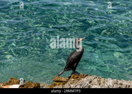 Black cormorant on the shores of the Adriatic Sea in Croatia Stock Photo