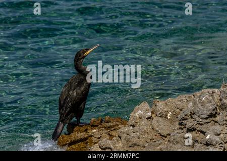 Black cormorant on the shores of the Adriatic Sea in Croatia Stock Photo