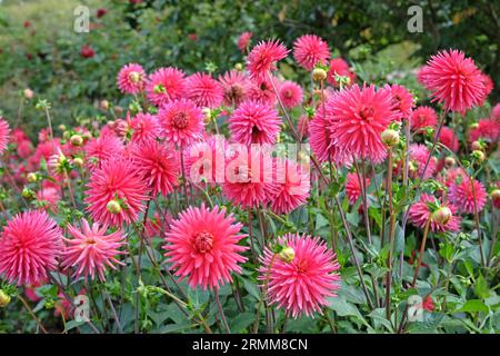 Red pink miniature cactus dahlia 'Josudi Hercules' in flower Stock ...