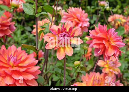Pink and yellow decorative dahlia 'Kilburn Rose' in flower. Stock Photo