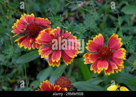 Red with a yellow fringe Gaillardia pulchella, also known as firewheel, Indian blanket, Indian blanket flower, in bloom. Stock Photo