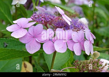 Pink lacecap Hydrangea macrophylla in bloom. Stock Photo
