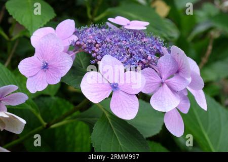 Lilac lacecap Hydrangea macrophylla in bloom. Stock Photo