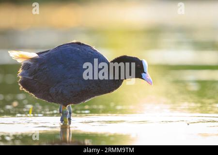 Eurasian coot, Fulica atra, waterfowl foraging during a beautiful sunset. Low point of view, vibrant colors and sunlight. Stock Photo