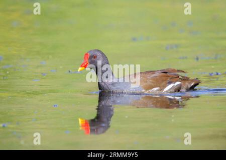 Close-up of a common moorhen, Gallinula chloropus, foraging in a pond on the water surface. The background is green, selective focus is used. Stock Photo