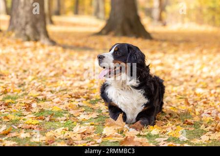 A happy Bernese Mountain Dog looks off to the side while lying down in a carpet of fall colored leaves Stock Photo