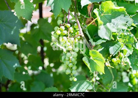 Hanging grapes. Grape farming. Green grape Stock Photo