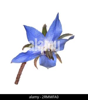 Borage - Borago officinalis Stock Photo