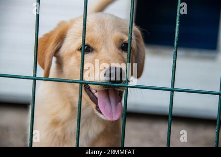 Small cute yellow puppy behind green bars in cage at animal shelter for abounded homeless dogs, looking forward to be adopted by humans Stock Photo