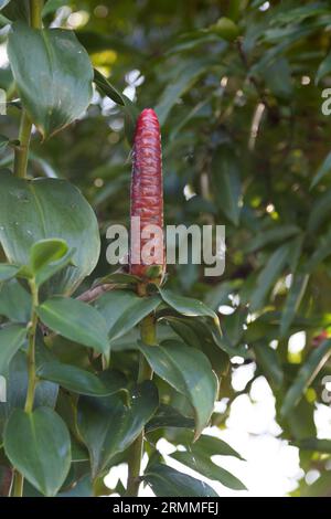 Costus spicatus, also known as spiked spiralflag ginger or Indian head ginger, is a species of herbaceous plant in the Costaceae family Stock Photo