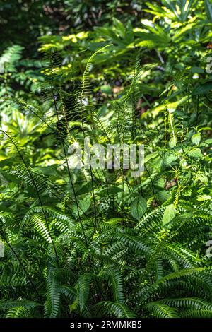 Deer Fern (Struthiopteris spicant, syn. Blechnum spicant) Stock Photo