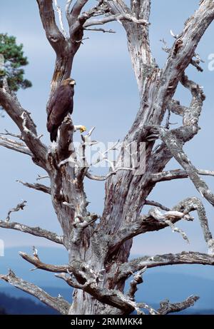 Golden Eagle (Aquila chrysaetos) juvenile bird in summer perched on dead Scot's pine in native pinewood, Cairngorms National Park, Speyside, Scotland, Stock Photo