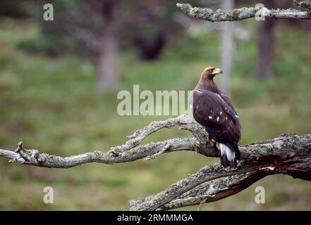 Golden Eagle (Aquila chrysaetos) juvenile bird in summer perched on dead Scot's pine in native pinewood, Cairngorms National Park, Speyside, Scotland. Stock Photo