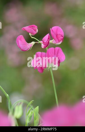 Tuberous Pea - Lathyrus tuberosus Stock Photo