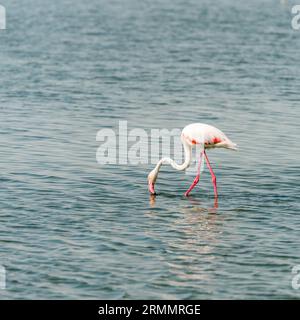 Greater flamingo feeding in shallow water Stock Photo