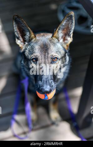 German Shepherd puppy face looking at the camera Stock Photo