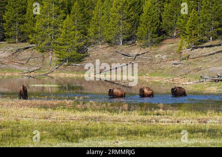 Group of Bison crossing a pond in Yellowstone National Park in Wyoming Stock Photo