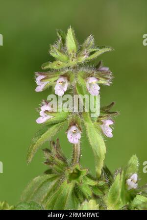 Field Woundwort - Stachys arvensis Stock Photo