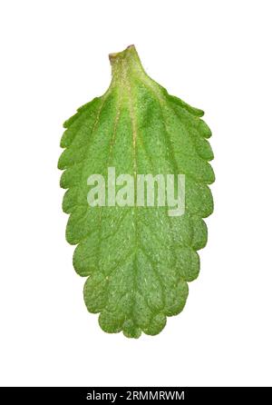 Field Woundwort - Stachys arvensis Stock Photo
