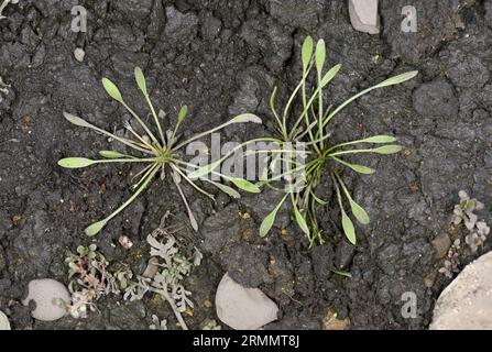 Mudwort - Limosella aquatica Stock Photo