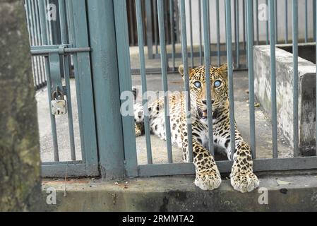 A spotted leopard with luminous blue eyes peers through a metallic fence, its natural habitat in a zoo Stock Photo
