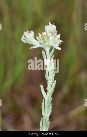 Red-tipped Cudweed - Filago lutescens Stock Photo