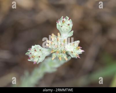 Red-tipped Cudweed - Filago lutescens Stock Photo