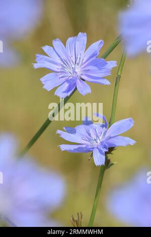 Chicory - Cichorium intybus Stock Photo