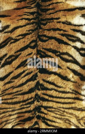 colorful tiger pelt, animal fur background with black stripes Stock Photo