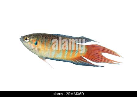 Macropodus opercularis large male isolated over white background (paradise fish) Stock Photo
